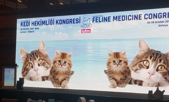 Antalya Kediler Icin Uluslararasi Konferansa Ev Sahipligi Yapti Kedvet